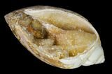 Chalcedony Replaced Gastropod With Druzy Quartz - India #166273-1